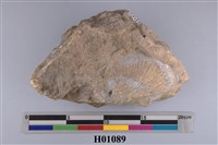 藏品(明海扇)的圖片